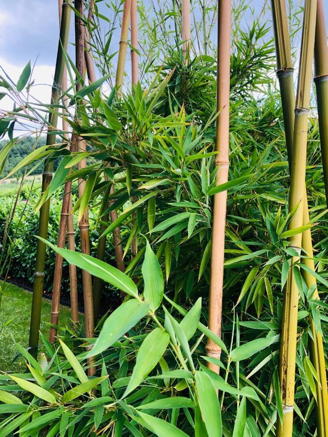 Bambuus Garden & Spa Dragasani Exterior photo